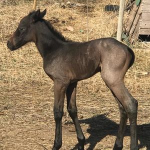 Meet your Posher, Darena